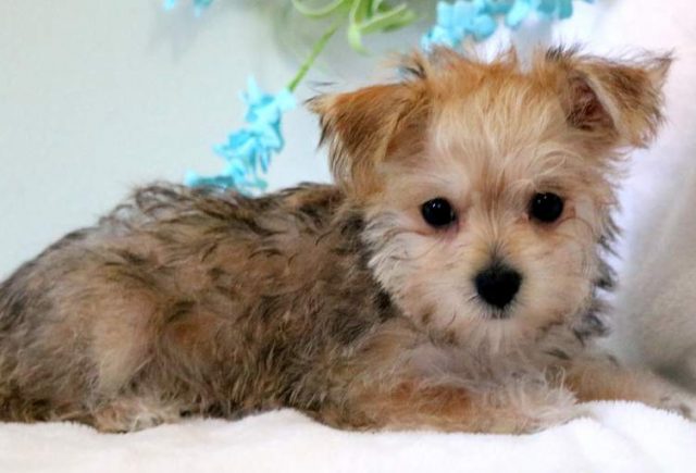 Trixie-Morkie.jpg