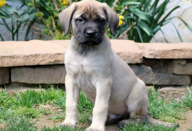 Tubs-English-Mastiff.jpg