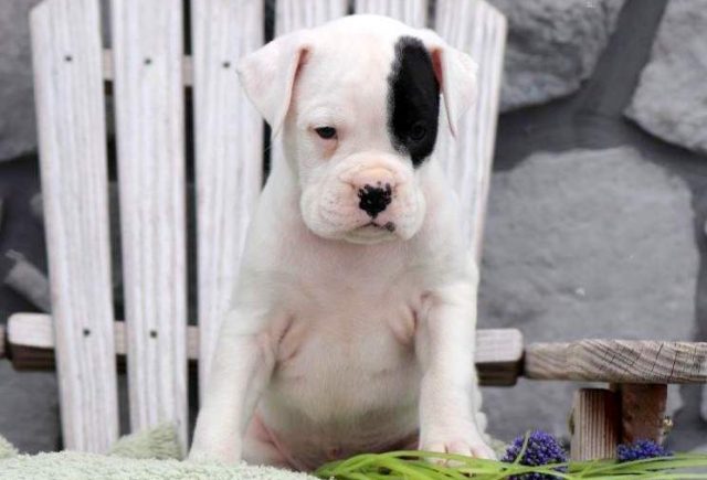 Tucker-Boxer.jpg