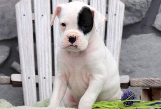 Tucker-Boxer2.jpg