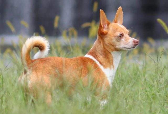 Tucker-Chihuahua-Ruthie-Lombardi.jpg