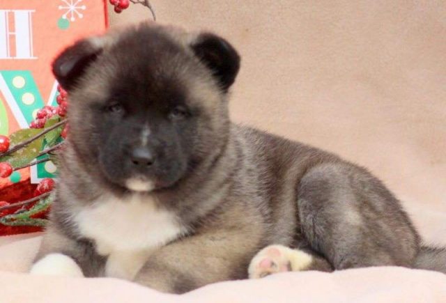 Turbo-Akita-e1518967965778.jpg