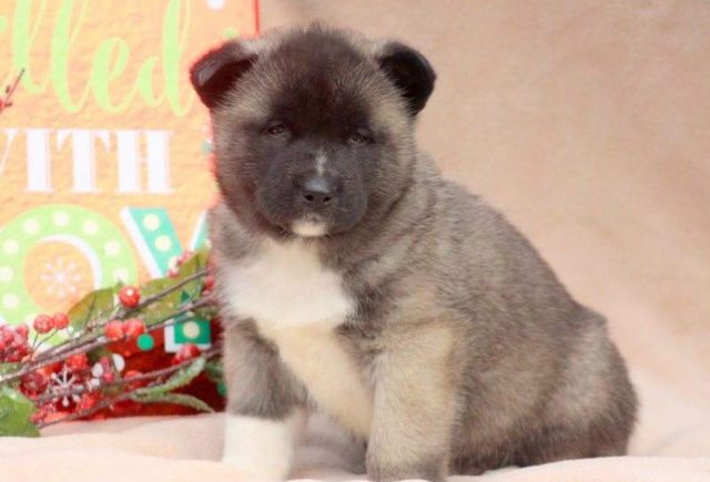 Turbo-Akita2-e1518967954126.jpg