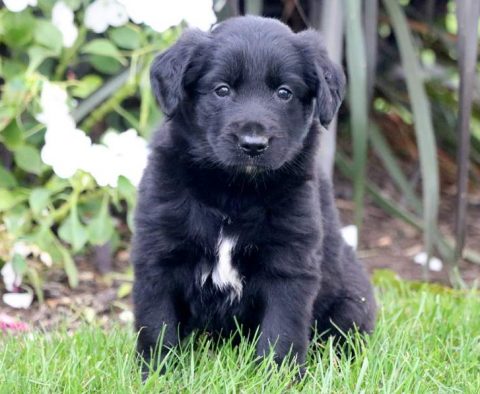 Golden Retriever Mix Puppies For Sale | Puppy Adoption | Keystone Puppies