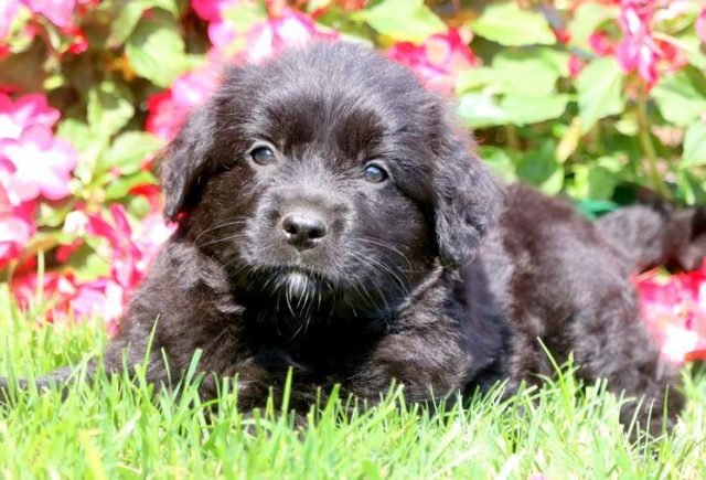Twila-Golden-Retriever-Mix-2.jpg