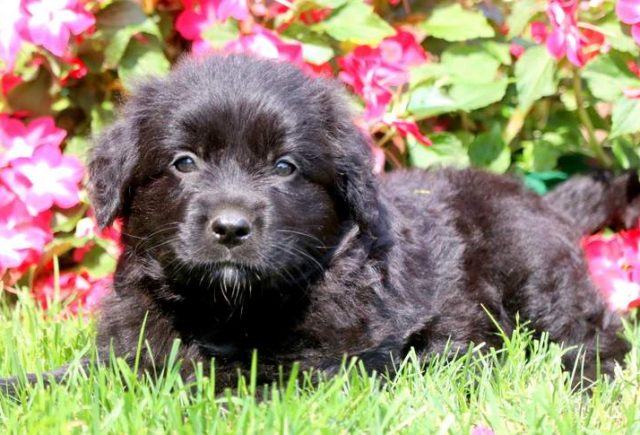 Twila-Golden-Retriever-Mix-3.jpg