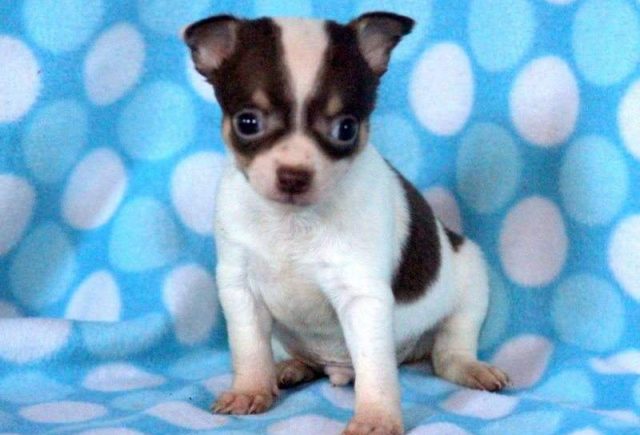Tyler-Chihuahua-e1519223809436.jpg