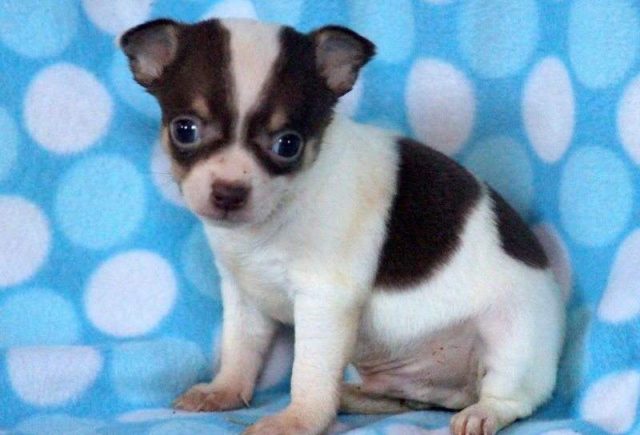 Tyler-Chihuahua2-e1519223803861.jpg