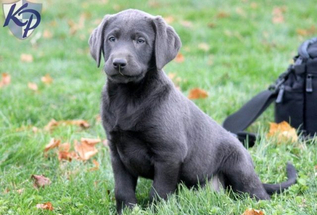 Tyson-Charcoal-Lab.jpg