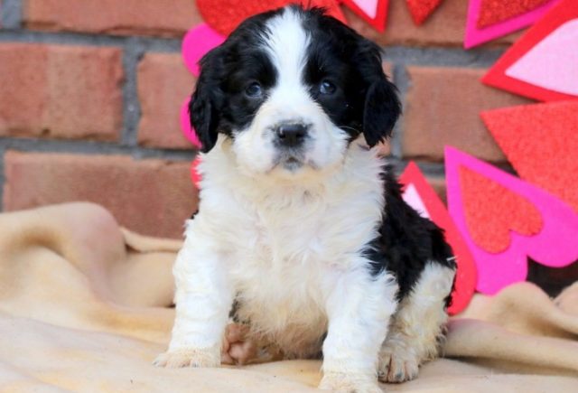 Valerie-Eng-Springer-Spaniel.jpg