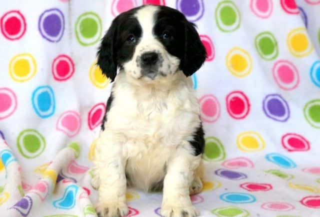 Valerie-Eng-Springer-Spaniel-Retake.jpg