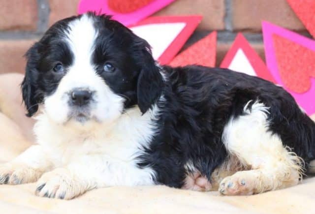 Valerie-Eng-Springer-Spaniel2.jpg