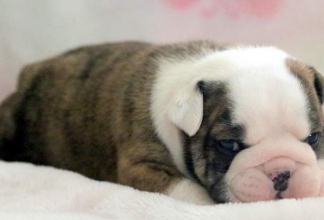 Victoria-English-Bulldog-2.jpg