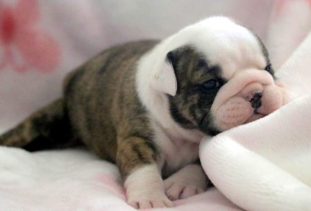 Victoria-English-Bulldog-3.jpg
