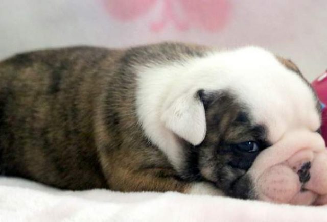 Victoria-English-Bulldog.jpg