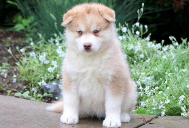 Victoria-Pomsky-1.jpg