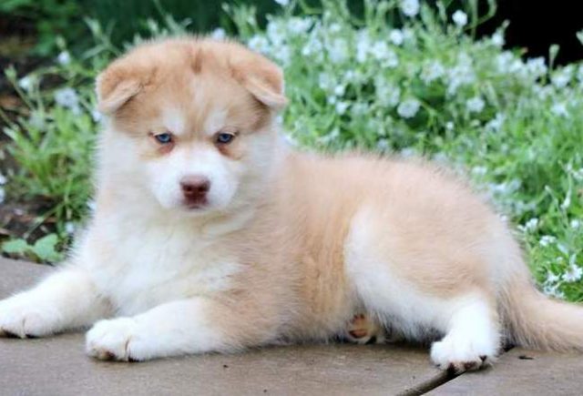 Victoria-Pomsky-2-1.jpg