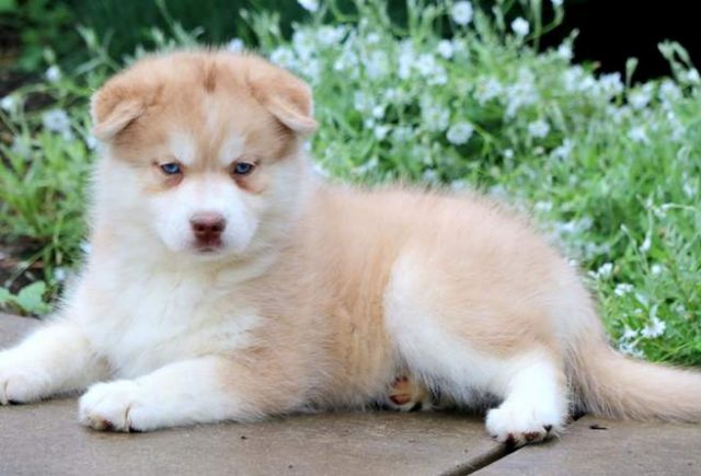 Victoria-Pomsky-2.jpg