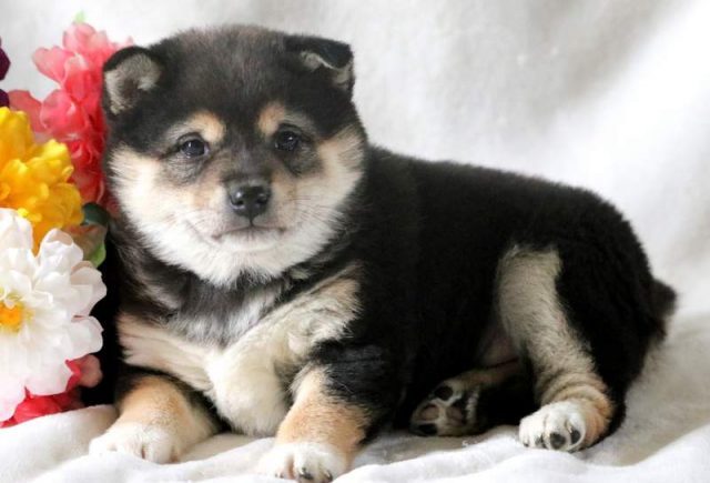 Victoria-Shiba-Inu.jpg