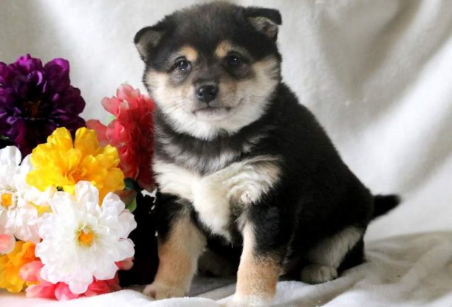 Victoria-Shiba-Inu2.jpg