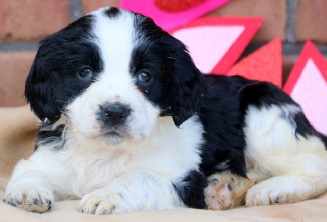 Vinny-Eng-Springer-Spaniel.jpg