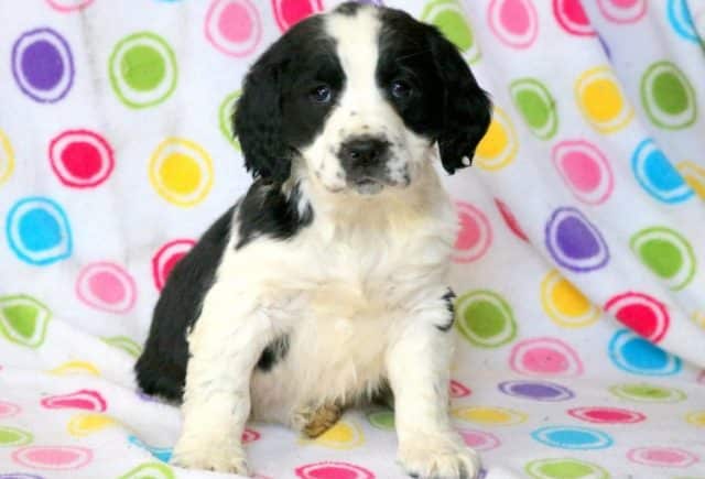 Vinny-Eng-Springer-Spaniel-Retake.jpg