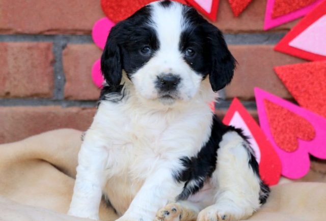 Vinny-Eng-Springer-Spaniel2.jpg