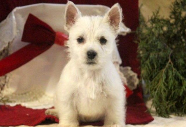 Vixen-Westie-Retake-e1519230769986.jpg