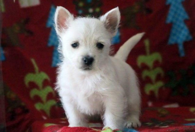 Vixen-Westie-e1519237950948.jpg