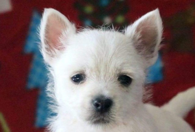 Vixen-Westie2-e1519237945361.jpg