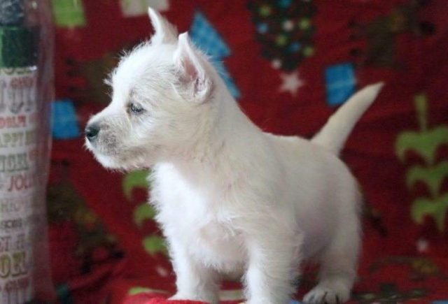 Vixen-Westie3-e1519237940158.jpg
