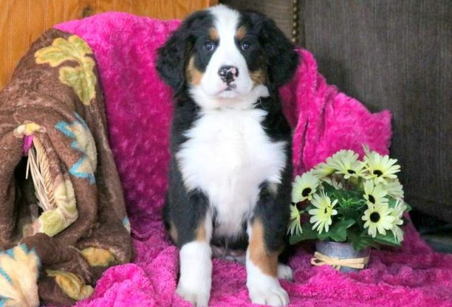 Wanda-Bernese-Mountain-Dog-1.jpg