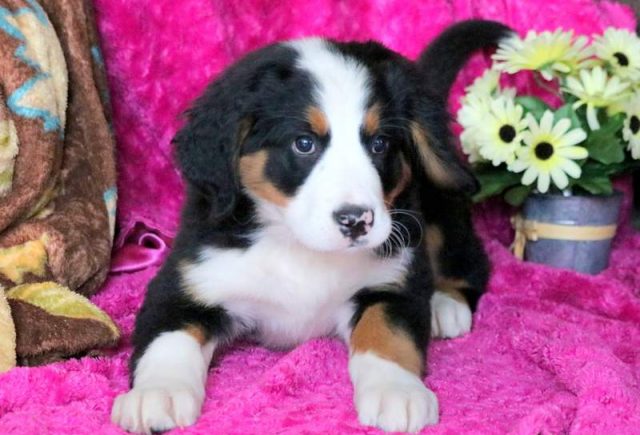 Wanda-Bernese-Mountain-Dog-2.jpg
