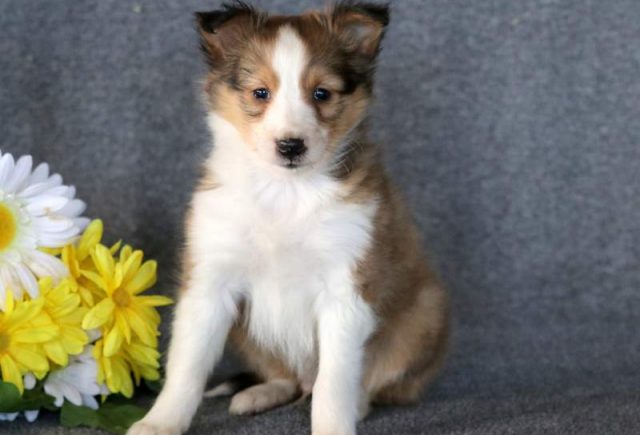Warren-Sheltie.jpg