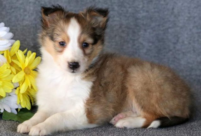 Warren-Sheltie2.jpg
