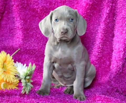 Weimaraner