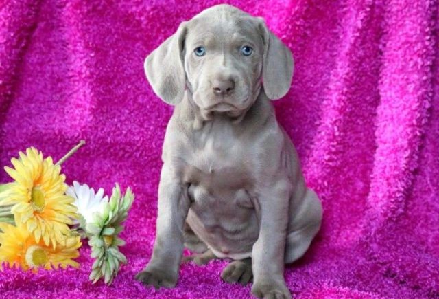 Weimaraner Category