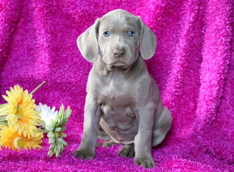 red weimaraner puppies