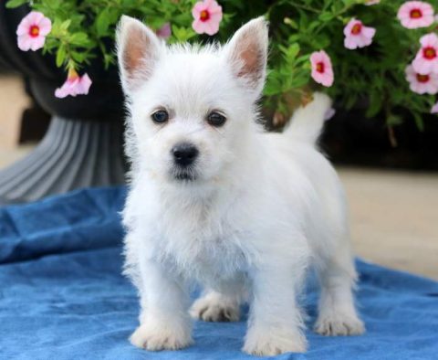 West Highland Terrier