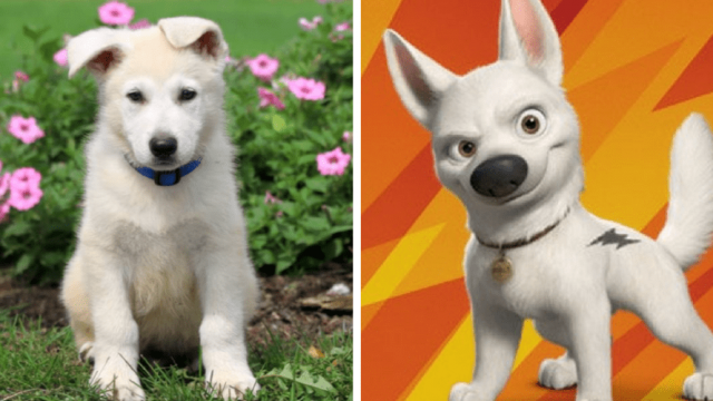 Are These Famous Dog Names Right for Your Puppy?