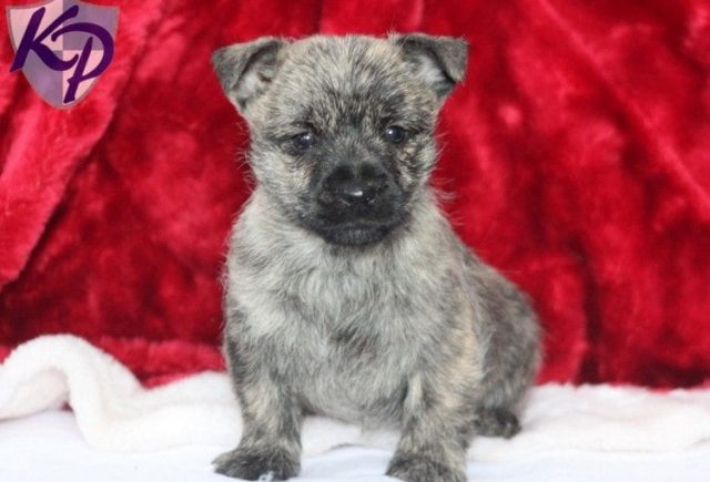 Wilber-Cairn-Terrier.jpg