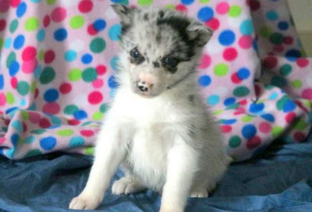 Wilber-Pomsky-2.jpg