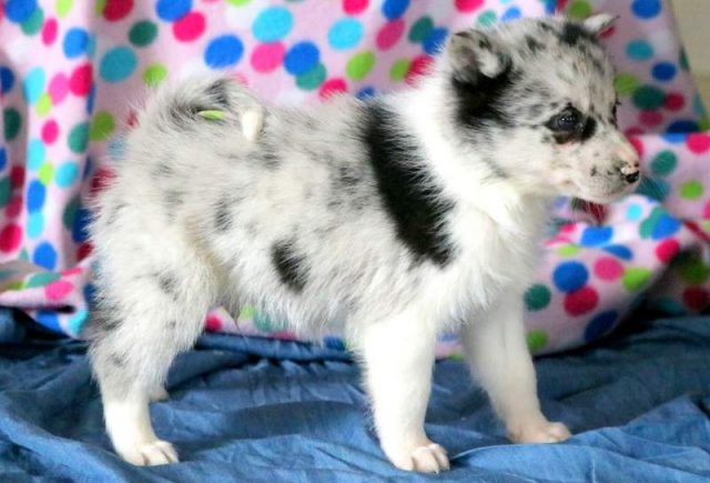 Wilber-Pomsky-3.jpg
