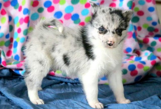 Wilber-Pomsky-4.jpg