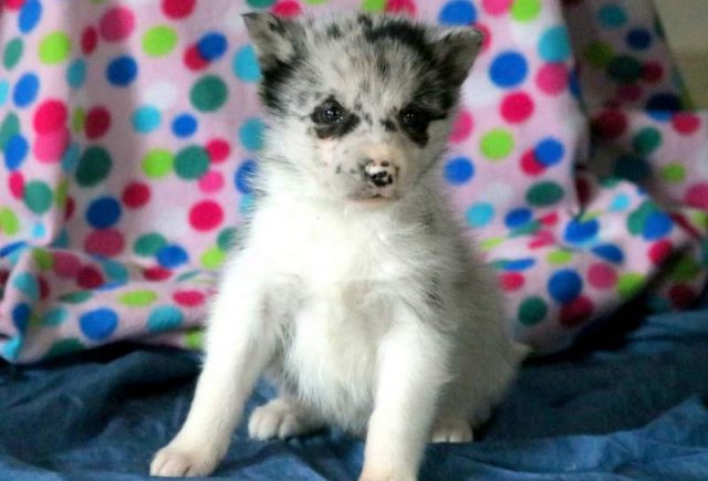 Wilber-Pomsky.jpg
