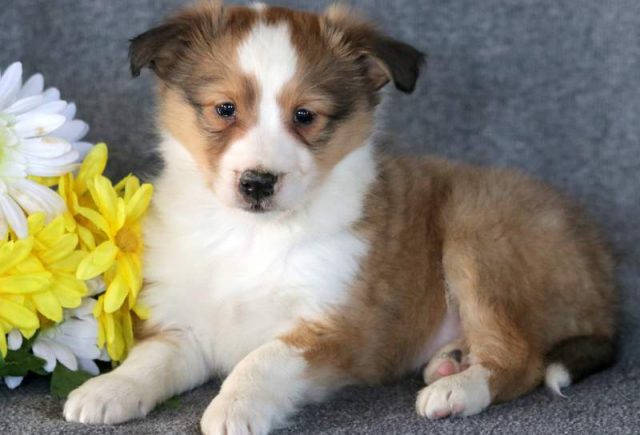 Wilfred-Sheltie.jpg