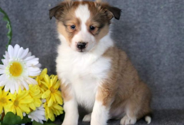 Wilfred-Sheltie2.jpg