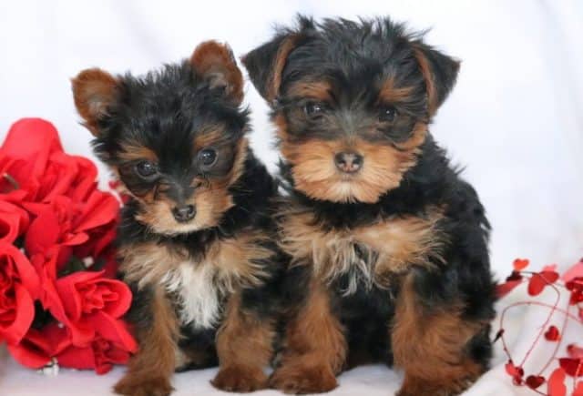 Yorkie-Group.jpg