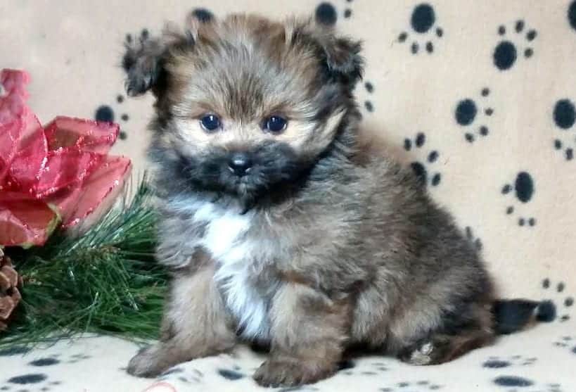 Cute Full Grown Yorkie Pomeranian Mix