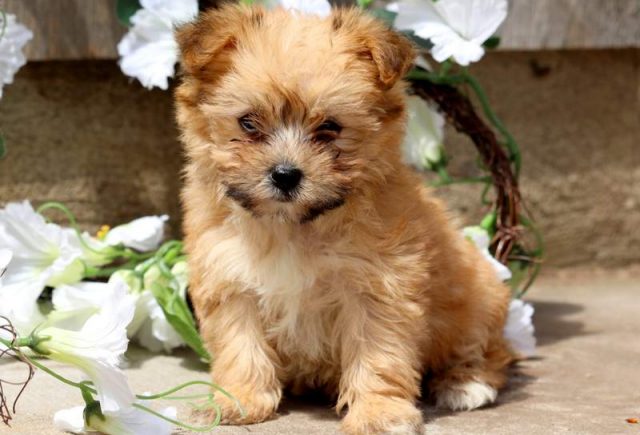 Yorkiechon puppies for sale